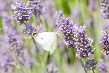 Pollination. Butterfly pollinating English lavender flowers
