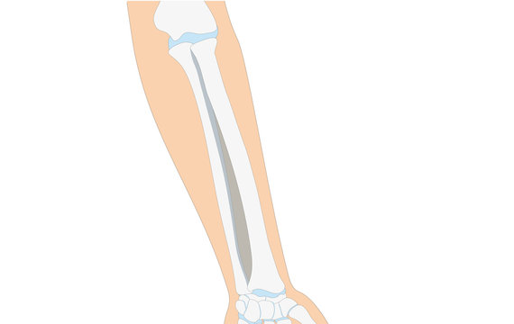 Anatomie - menschliches Skelett - Unterarm