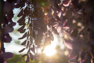 The rays of the sun at sunset make their way through a flowering tree with flowers