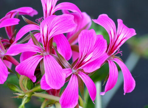Fiori di geranio parigino in primo piano. Fiori rosa.