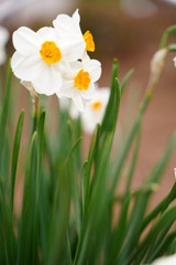 Daffodil flowers are blooming at botanical garden in Tokyo Japan.