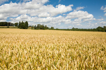 Fields of wheat, harvesting wheat grain, UK