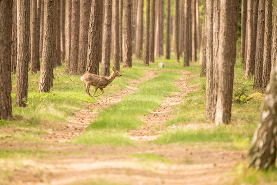 Corzo en el bosque