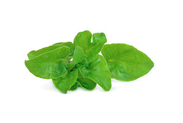 fresh watercress isolated on white background