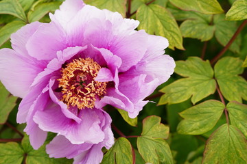 Big peony flowers are blooming at botanical garden in Tokyo Japan.
It's originally chinese flower.