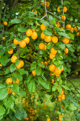 Ripe mirabelle plums on fruit trees in UK garden