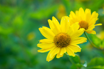 Flores en primavera