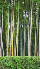 Fototapeta na wymiar Bamboo grove in the center of Batumi, background