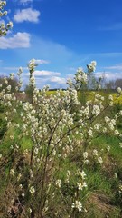 Spring tree blooming with white fragrant flowers under a blue sky