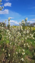 Spring tree blooming with white fragrant flowers under a blue sky