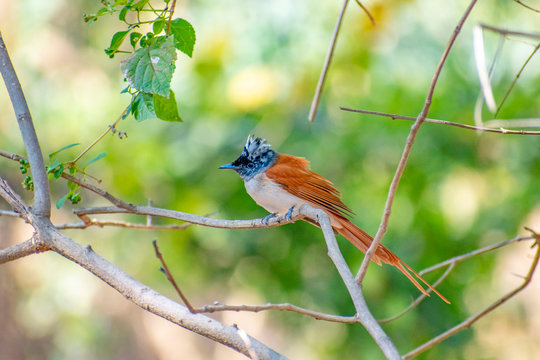Indian paradise fly catcher (APFC,Terpsiphone paradisi) bird sitting on tree with isolated green background