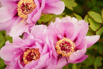 Big peony flowers are blooming at botanical garden in Tokyo Japan.
It's originally chinese flower.