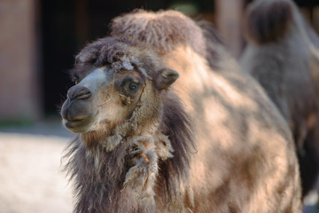 Image of the camel and th young one taken in park