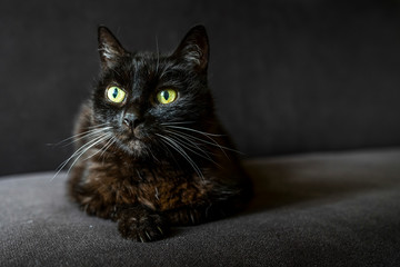 Retrato gato negro