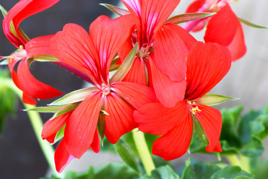 Fiori rossi di geranio parigino coltivato in vaso.