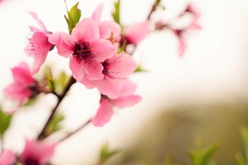 Peach flowers are blooming at botanical garden in Tokyo Japan.
Peach flower is native to China.