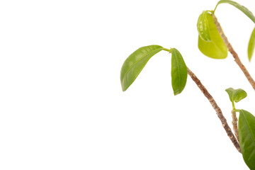 Green plant leafs on white background