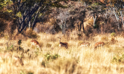 Impalas (Aepyceros melampus). South Africa.