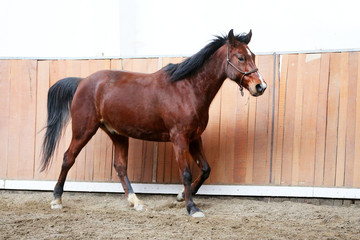 Young healthy horse running free in the riding hall