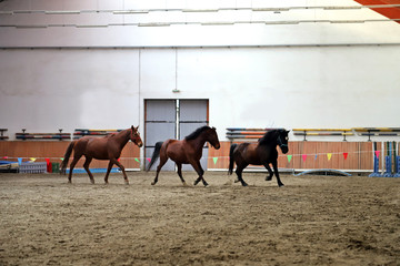 Young healthy horse running free in the riding hall