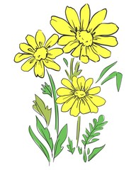 Daisies isolated on a white background. Sketch yellow wildflowers. Botanical illustration vector.