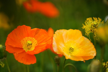 Orange and yellow poppy flowers are blooming at botanical garden in Tokyo Japan.