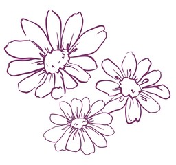 Set hand drawn flowers, chamomile vector illustration, chamomile with stem and leaves.