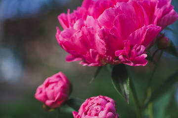 Peony flower pink shot outdoors