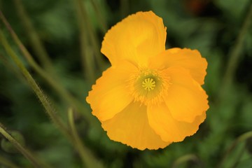 Orange and yellow poppy flowers are blooming at botanical garden in Tokyo Japan.