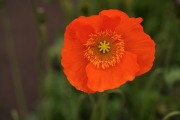 Fototapeta premium Orange and yellow poppy flowers are blooming at botanical garden in Tokyo Japan.