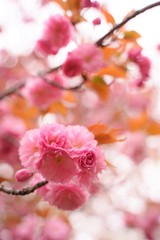 Fototapeta na wymiar Double cherry blossoms are blooming at botanical garden in Tokyo Japan. Japanese name is Yaezakura.