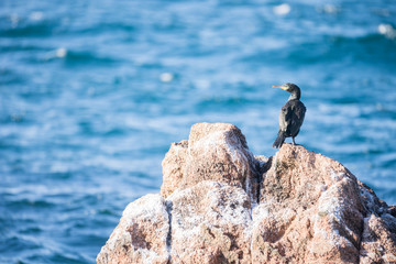 Cormorán costa rocas
