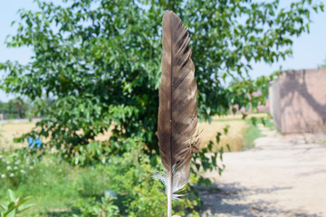 brown and white feather of the bird, beautiful feather of the bird in man hand, quail of the bird, sunlight on the quail with the beautiful back ground