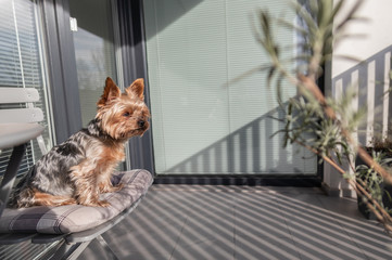 Yorkshire terrier on the porch enjoying sunlight