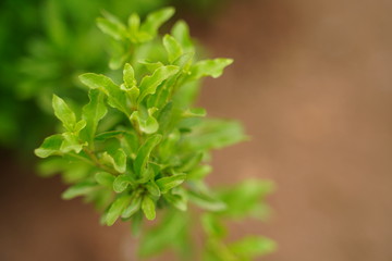 Lycium chinense, Botanical garden, Tokyo, Japan.