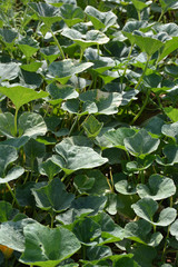 Pumpkin plants in the field. Pumpkin cultivation in India