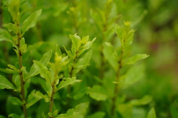 Lycium chinense, Botanical garden, Tokyo, Japan.