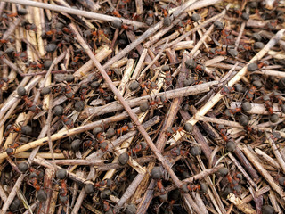 Anthill. Formica rufa. Close-up of an army of red ants crawling in an anthill made of twigs and straw