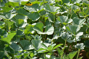 Fototapeta na wymiar Pumpkin plants in the field. Pumpkin cultivation in India