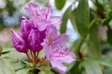 Rhododendron Bl&uuml;te