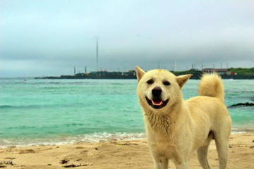 dog on the beach