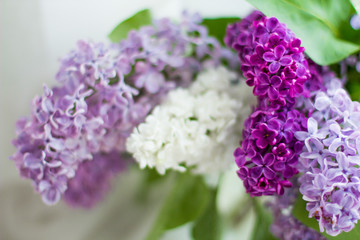 Lilac bouquet several colors over Syringa vulgaris. Lilac flowers bunch over blurred background. Beautiful violet Lilac flower border design closeup.