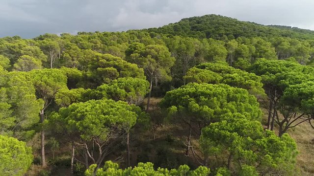 AERIAL DRONE CLOSE SHOT OF TREETOPS IN MEDITERRANEAN PINE FOREST 