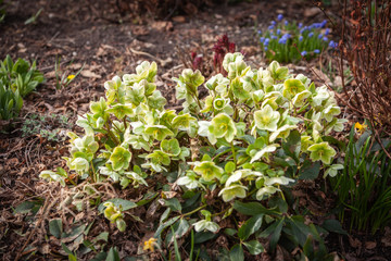 Die Schneerose oder Christrose ist eine winterblühende Staude.