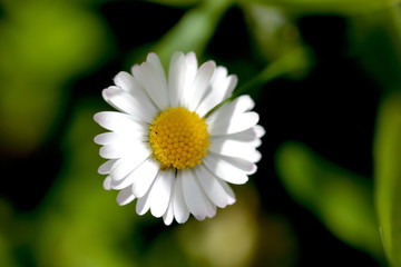 Obraz premium Couleur divine !