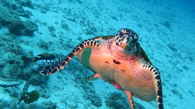 A hawksbill sea turtle underwater facing the camera. closeup
