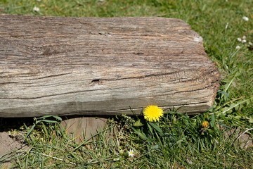 Fototapeta premium Old wooden bench in a meadow, Germany, Europe