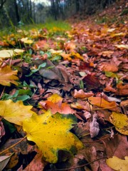 colorfully leaves on the ground in autumn season