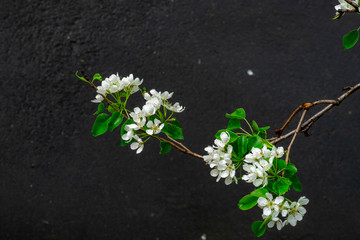 apple tree branch with flowers on a gray background