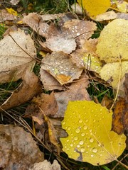 colorfully leaves on the ground in autumn season